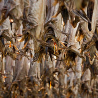 Stockfish